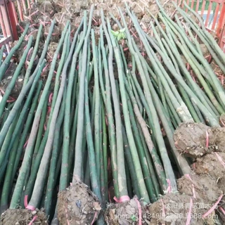 基地供应香樟树苗 香樟苗10公分15公分规格齐全 工程绿化苗香樟树