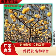 һ�����l�Y�㻨���������辰�҃����̨ͥԺ�ͺ�����ֲ��@�־G��
