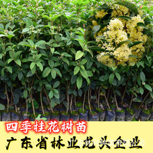 桂花樹苗四季桂苗木盆栽可食用開花不斷室內陽台庭院濃香型花卉植