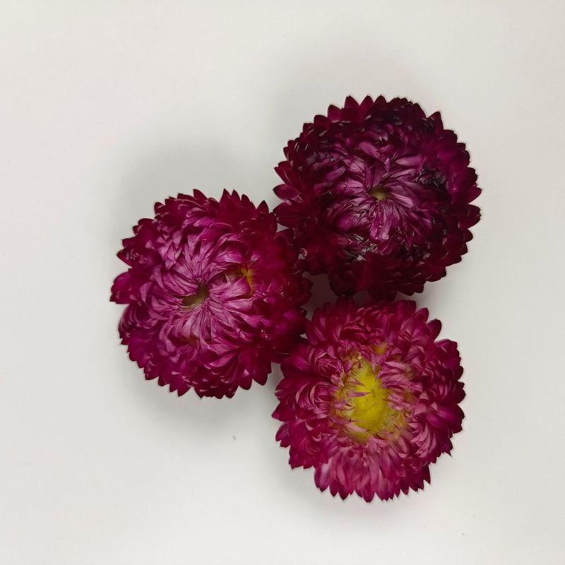 麦わら菊の花の頭の乾いた花の七色の菊の頭のDIYの材料は自然な真の花の雲南の源の工場を包んで卸売りします。|undefined