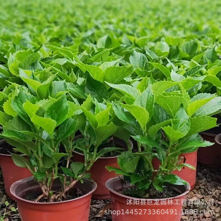 Рассада цветов гортензии, зеленые рассады, бесконечная летняя гортензия, рассада гортензии, многоразновидностная основа, 120 чашек