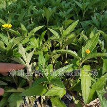 ���ջ���ֱ��  �������� ����С�� �Żݹ�Ӧ