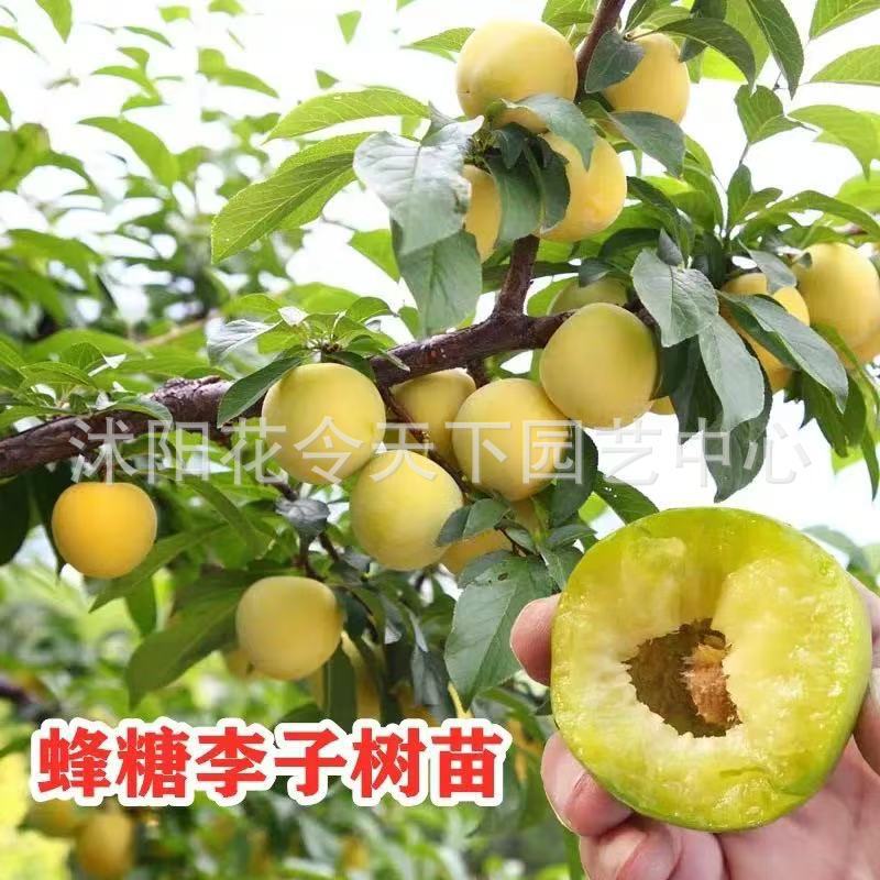 Guizhou Honey Sugar Plum Saplings Grafted with Extra Large Late-Ripening Boneless Green Crispy Plum Fruit Saplings for Planting in the North and South of China