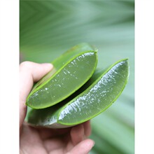 生吃可食用芦荟网红吃播新鲜库拉索大叶片做菜用芦荟果肉新鲜叶片