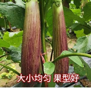 ��z���ӷN�������ϼt�Gɫ���ӷN���L���ϼt�۾G�AͲ���ѷN��