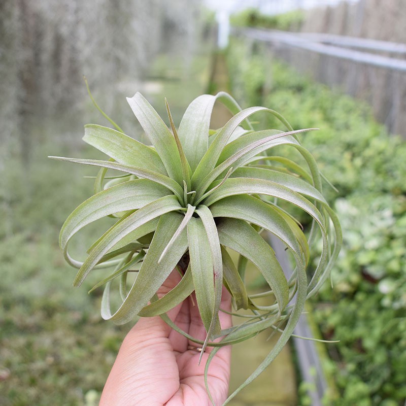 21363465090_929874144