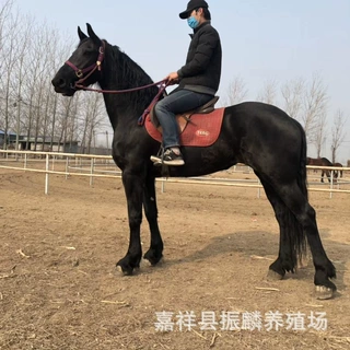 济宁马多少钱一匹蒙古马伊犁马混血马纯血马骑乘马活