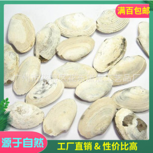 Natural Shell Fossils, Golden Clam, Clam Shell, Variegated Clam Fossil Specimens, Paleoecology, Neogene Period