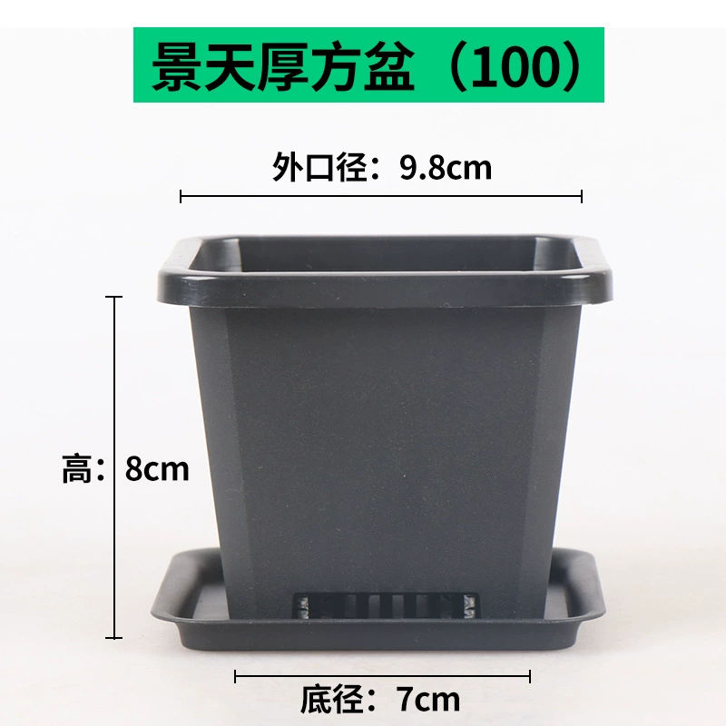 Бедные цветы бонсай Тянь Сяофан Бонсай Тянпен мульти мясо белый пластиковый маленький чёрный квадрат толстый цветок зеленое посадочное саженец горшок
