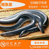 鳗魚苗 白鳝苗 白鳗苗 鳗鲡苗 花鳝 日本鳗魚苗 美洲鳗苗 歐鳗苗