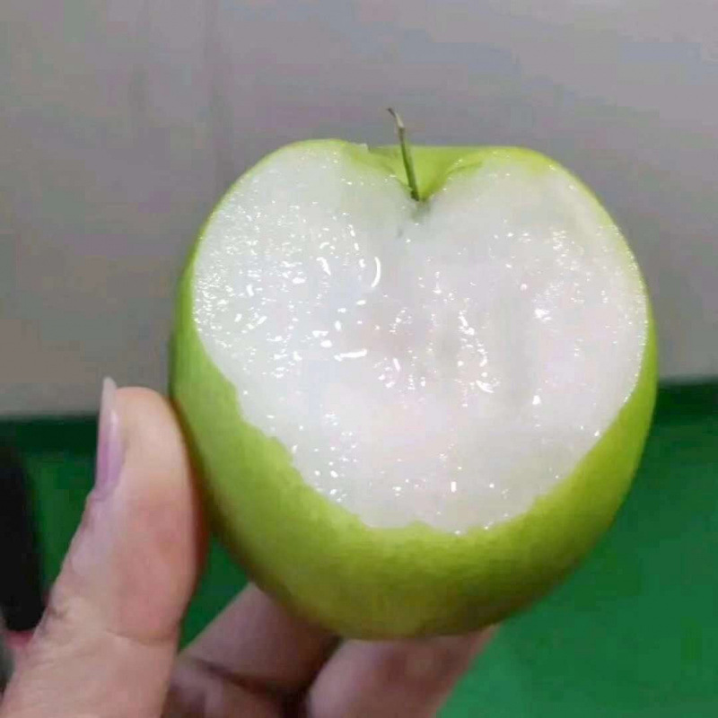 广西大青枣牛奶枣新鲜采摘脆甜多汁产地直发整箱批发代发包邮贸易