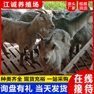 ���N��ɽ�����߮a���w��С������̑���ĸ���Bֳ