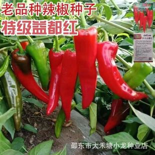 �涼�t�����N�Ӽt�ɽ������N�|���������ļ��̨ͥԺ�����N�Ӵ�ȫ