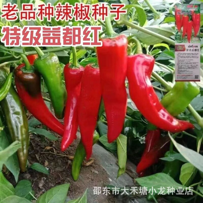 Yidu Red Pepper Seeds Red Dry Pepper Pepper Seeds Northeast Pepper Seeds Four Seasons Balcony Courtyard Pepper Seeds Yidu Red Pepper Seeds Red Dry Pepper Pepper Seeds Northeast Pepper Seeds Four Seasons Balcony Courtyard Pepper Seeds