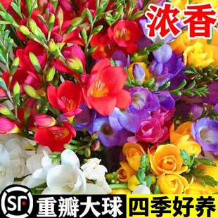 �M����ѩ�m�N���ļ����B���_���ذ����С�n�m�N���ɫ���Ԏ�����