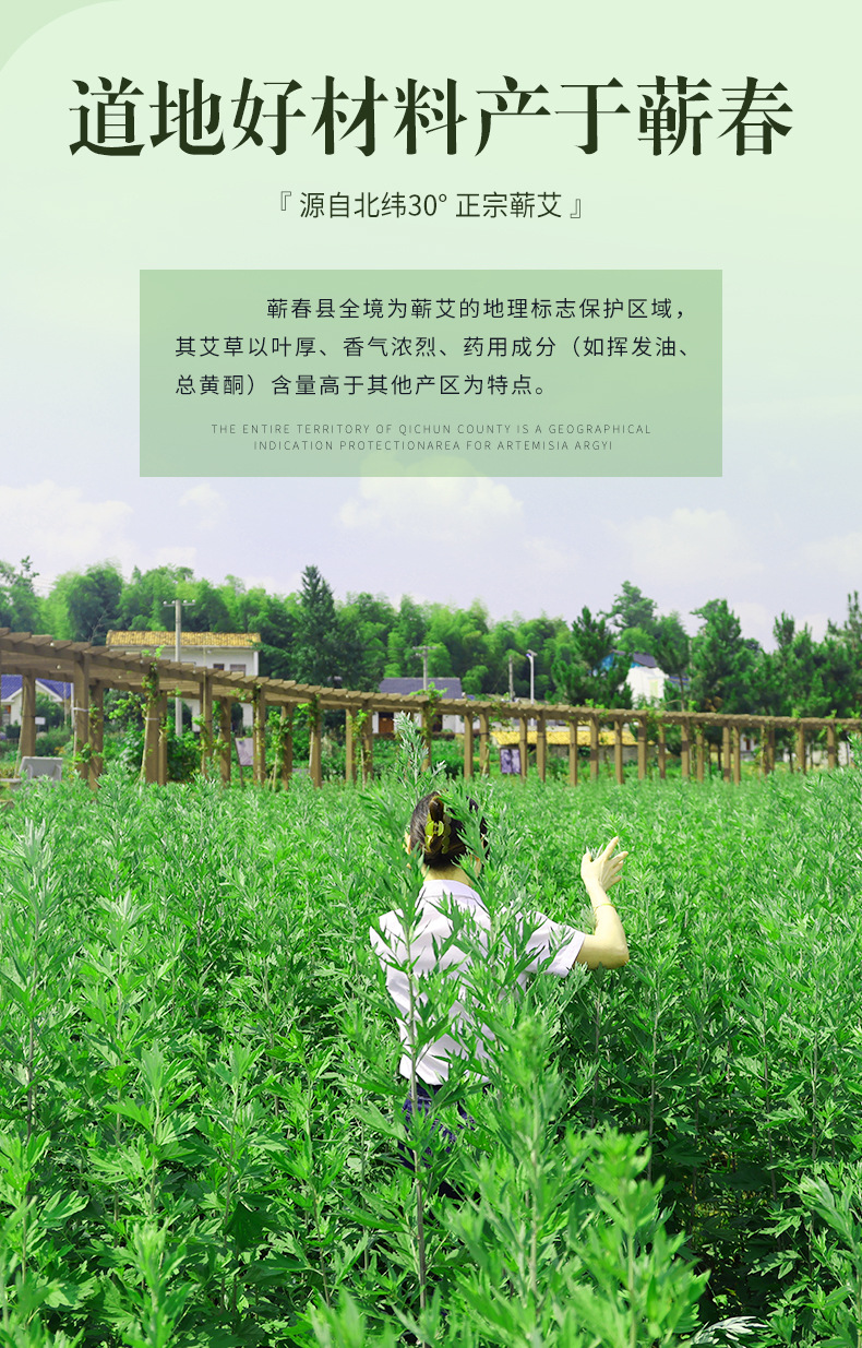 Qichun Aged Mugwort Moxa Cones 3 Year Chen Ai 54 Pieces for Moxibustion specifications