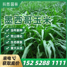 īײݷNӸ߮aļBֳiuݷN