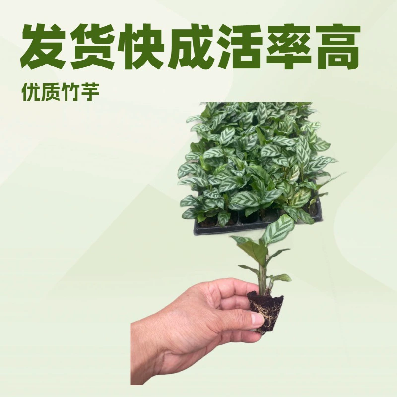 Комнатные растения для офиса и дома, рассада зеленого листового растения (арорут), быстрая доставка, маленькие растения в горшках, микроландшафт, зеленая стена, премиум-качество.