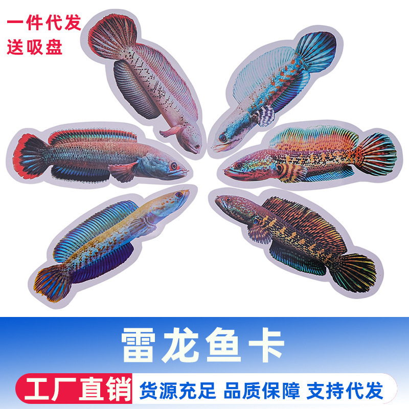 Thunderdragon fish card training card drum bite tank fish PVC thick double-sided waterproof with suction cup training card wholesale