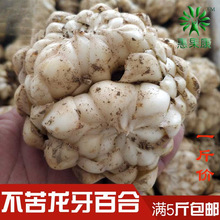 湖南龙牙百合食用新鲜百合现挖非兰州非卷丹种球不苦甜