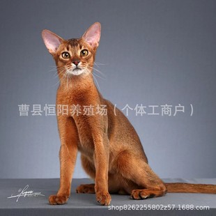 �������၆؈����wԭʼɫ����؈����؈���w�t����؈��؈��؈��؈