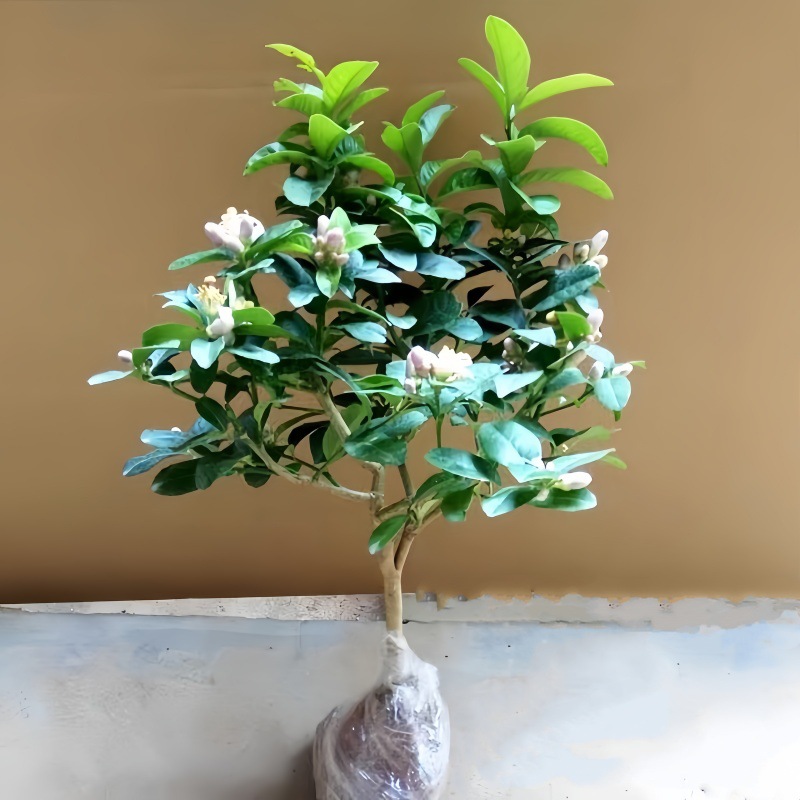 Perfume, árbol joven en maceta de limón con flores, flores comestibles con sabor a Luzhou, balcón, patio, pilas antiguas, resultados de la plantación