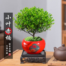 С�~����Ϙ��辰��ֲ�ﻨ��΢���^ˮ���k���҃Ⱥ��B�ļ���������