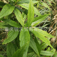 1公斤批发散装干品水麻枝叶水麻茎叶干货切段