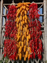 �����߲˴����������������r�Ҙ��ͥԺ�b��r����ģ�͒��