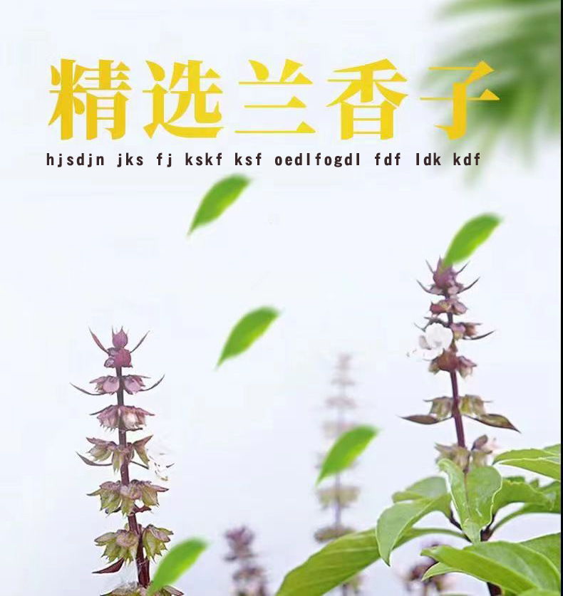 Basil Seeds Lan Xiang Zi 明列子 Natural Dried Seeds for Drinks and Desserts 200g Bulk Pack overview