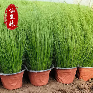 �޸��ݻ���ë�� ���o�é��ë�� ���^�^�p�� ���~�â��������