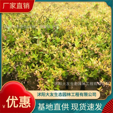 Liudao деревянная база оптом собственного производства сортов в комплекте с живописным ландшафтом инженерных зеленых саженцев