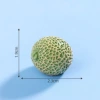 20#cantaloupe