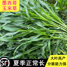 墨西哥玉米草种籽耐旱耐热多年生牧草种子畜牧养殖猪牛羊鱼草