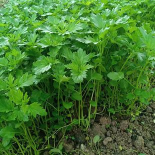 Motherwort Seeds Guangdong Chaoshan Motherwort Vegetable Seeds Edible Vegetable Seedlings Motherwort Nourish Women's Beauty and Blood