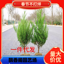 一件代发蜀块塔松树苗桧柏墓地松四季常青绿化苗龙柏树苗塔柏苗龙