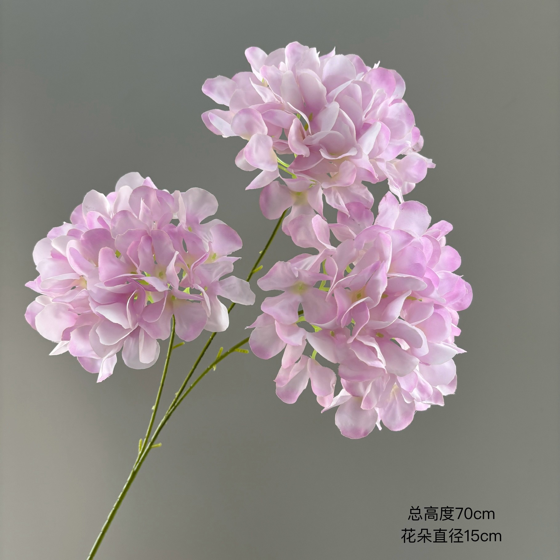 연한 보라색