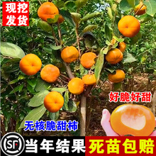 脆甜柿子苗树柿子树果苗火晶牛心磨盘柿子特大树庭院果树嫁接耐寒