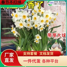 一件代发漳州水仙花种球盆栽水养带花苞风信子四季开年宵花卉重瓣