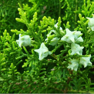 ����طN�����خ��¼���ľ���ԷNֲ���ع�ľ�׹�ѿ��߱�ȰؾG��