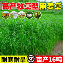 ͺݷNӶݷNӶ70౶wuZiţ~