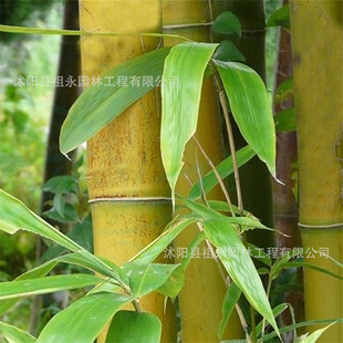 ������ͥԺֲ�����������_�h�񱱷��ͺ��ļ�������͵���������