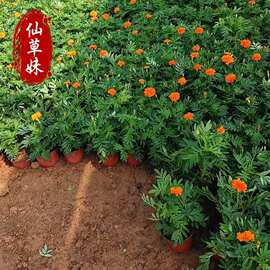 孔雀草绿化工程花海用花时令万寿菊花孔雀草盆栽基地红黄草西番菊