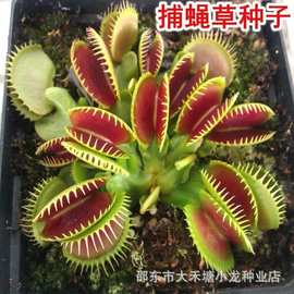 捕蝇草种子食人花猪笼草盆栽食虫食蝇草种子室内阳台易种