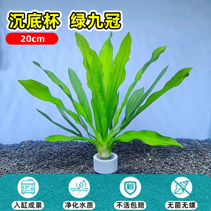 [조경용 탱크에 들어가기] 바닥 침지 컵 20cm 그린 나인 크라운 1컵