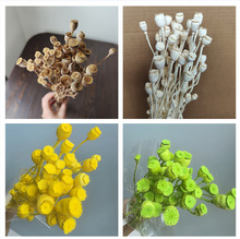 干花虞美人果天然植物车轮果干花果子类diy材料手工胸花头饰材料