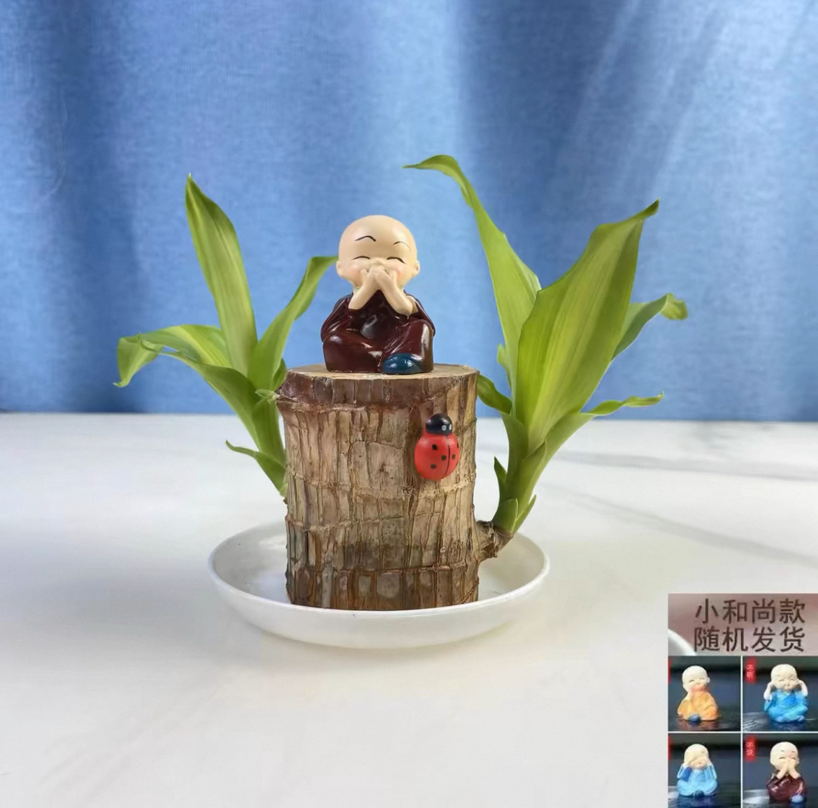 6- 7cm [발아 가능] 브라질 목재 + 플라스틱 화분 + 작은 스님 / 액체 보내기