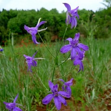 千鸟种 小飞燕种子 Larkspur 像千鸟 植物花卉种子大花飞燕草种子