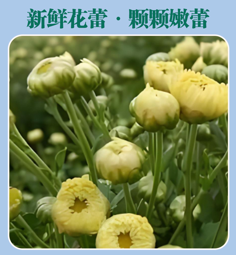 Tai Ju Chrysanthemum Tea 40g Jar Dried Flos Chrysanthemi Buds for Daily Brewing quality and texture