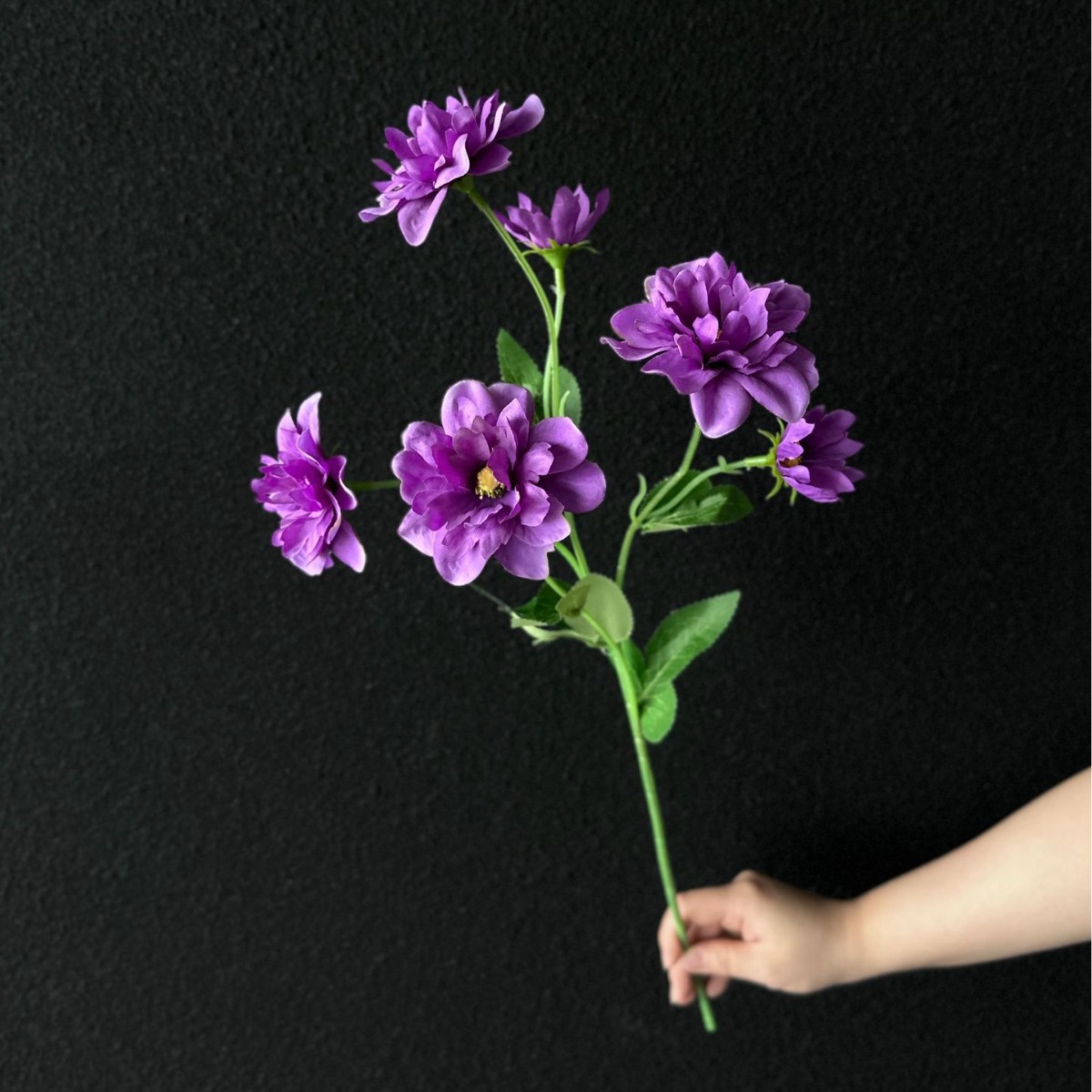 Flor de loto de nieve púrpura oscura